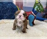 Small #1 English Bulldog
