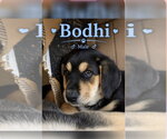 Small Great Pyrenees-Rottweiler Mix