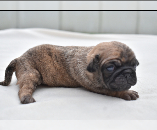 Medium Photo #1 Pug Puppy For Sale in PALM COAST, FL, USA