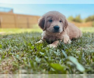 Golden Retriever Puppy for sale in INWOOD, WV, USA