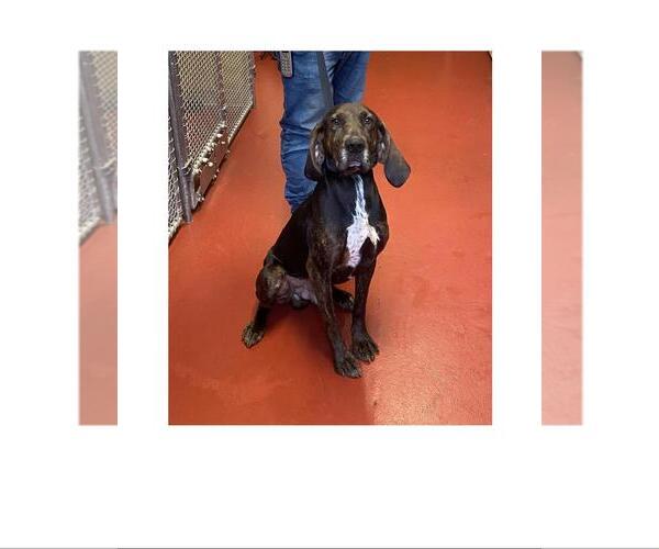 Medium Photo #1 Plott Hound-Unknown Mix Puppy For Sale in Westminster, MD, USA