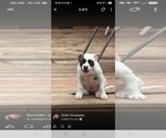 Small Photo #23 American Bulldog Puppy For Sale in INDEPENDENCE, MO, USA