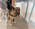 ROCKO - Male Mutt Dog for Adoption - Small photo
