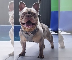 Father of the French Bulldog puppies born on 09/18/2023