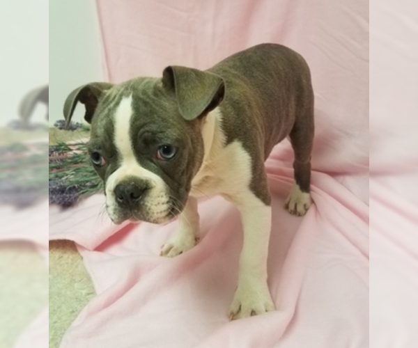 Medium Photo #3 Boston Terrier Puppy For Sale in DUNDEE, OH, USA