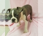 Small Photo #3 Boston Terrier Puppy For Sale in DUNDEE, OH, USA