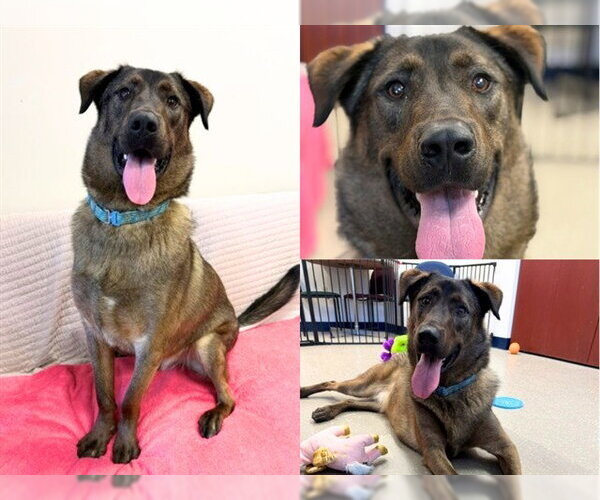 Medium Photo #2 German Shepherd Dog-Unknown Mix Puppy For Sale in Fort Wayne, IN, USA