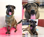 Small Photo #2 German Shepherd Dog-Unknown Mix Puppy For Sale in Fort Wayne, IN, USA