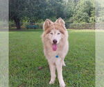 Small #1 Siberian Husky