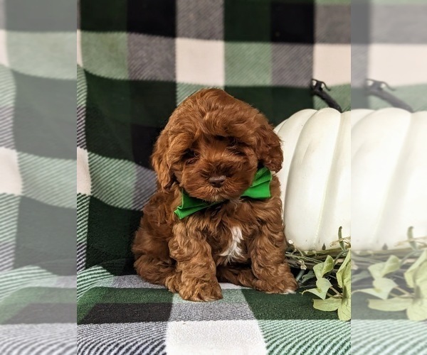 Medium Photo #2 Cavapoo Puppy For Sale in BIRD IN HAND, PA, USA