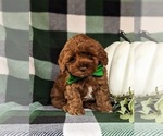 Small Photo #2 Cavapoo Puppy For Sale in BIRD IN HAND, PA, USA