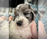 Puppy 2 Bernedoodle-Sheepadoodle Mix