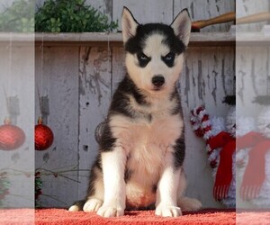 Siberian Husky Puppy for sale in FREDERICKSBG, OH, USA