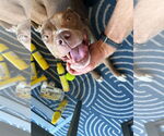 Small #2 Boxer-Staffordshire Bull Terrier Mix
