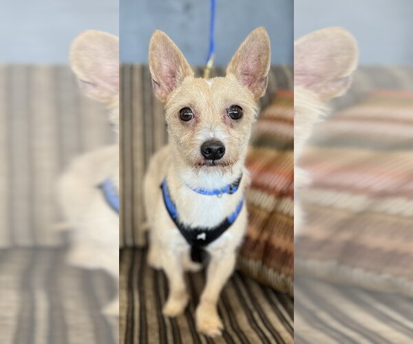 Medium Photo #8 Chihuahua-Unknown Mix Puppy For Sale in Mundelein, IL, USA