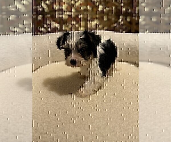 Medium Photo #35 Yorkshire Terrier Puppy For Sale in WEST PALM BEACH, FL, USA