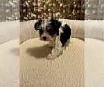 Small Photo #35 Yorkshire Terrier Puppy For Sale in WEST PALM BEACH, FL, USA