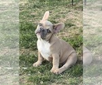 Puppy Bentley French Bulldog