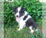 Puppy Puppy 2 Shetland Sheepdog