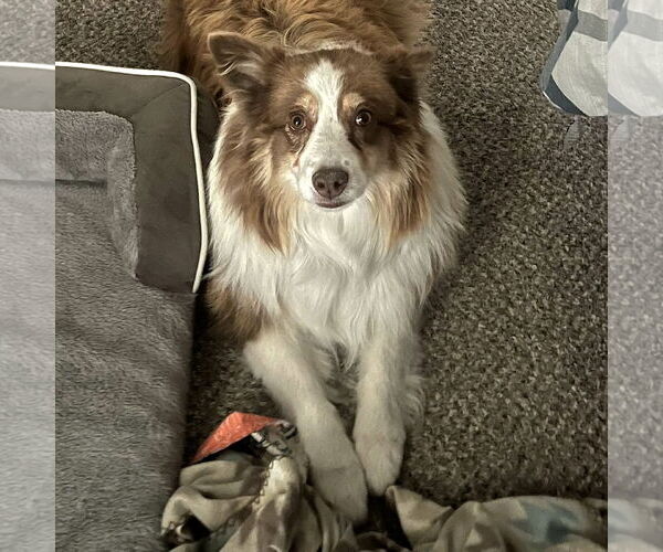 Medium Photo #2 Australian Shepherd-Unknown Mix Puppy For Sale in Sandy, UT, USA