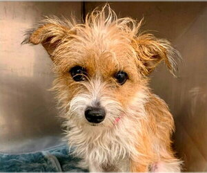 Mutt Dogs for adoption in Lake Forest, CA, USA