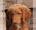 Small Photo #5 Goldendoodle-Poodle (Standard) Mix Puppy For Sale in GAP, PA, USA