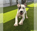 COMET - Male Mutt Dog for Adoption - Small photo
