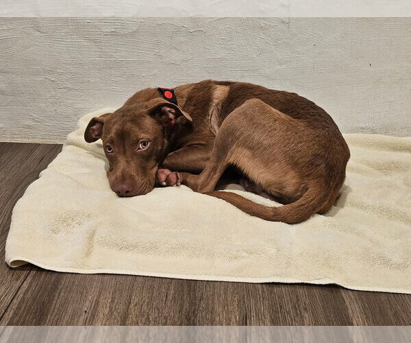 Medium Photo #4 Mutt Puppy For Sale in Wenonah, NJ, USA