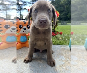 Labrador Retriever Puppy for Sale in NEOLA, West Virginia USA