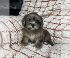 Maltipoo Puppy for sale in FRANKLIN, IN, USA