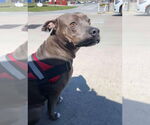 Small #1 American Pit Bull Terrier-Labrador Retriever Mix
