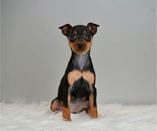 Medium Photo #1 Miniature Pinscher Puppy For Sale in WARSAW, IN, USA