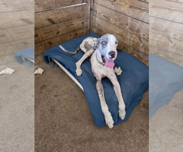 Medium Photo #3 Great Dane Puppy For Sale in Palm Beach, FL, USA