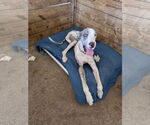 Small #2 Great Dane
