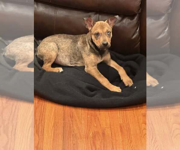 Medium Photo #3 Mutt Puppy For Sale in Greenville, SC, USA