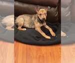 Small #2 Mutt