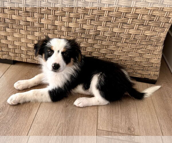 Medium Photo #1 Australian Shepherd-Unknown Mix Puppy For Sale in Newport Beach, CA, USA