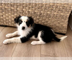 Australian Shepherd-Unknown Mix Dogs for adoption in Newport Beach, CA, USA