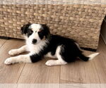 Small Australian Shepherd Mix