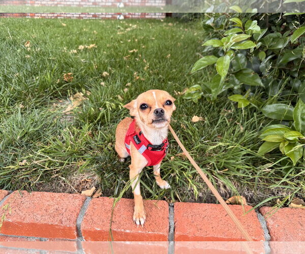 Medium Photo #4 Chihuahua Puppy For Sale in Santa Clara, CA, USA