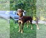 Small #3 Doberman Pinscher