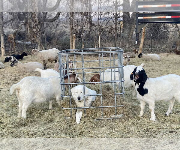 Medium Photo #2 Akbash-Unknown Mix Puppy For Sale in Winter Park, CO, USA
