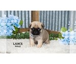 Small #15 Pug