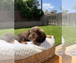 Small Photo #14 Dachshund Puppy For Sale in NORTH HIGHLANDS, CA, USA