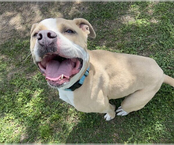 Medium Photo #2 American Bulldog-Unknown Mix Puppy For Sale in Ocala, FL, USA
