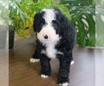 Small Photo #5 Bernedoodle Puppy For Sale in EAST EARL, PA, USA