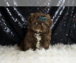 Small Shih Tzu