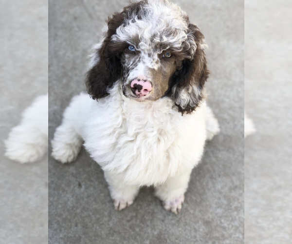 Full screen Photo #1 Sheepadoodle Puppy For Sale in RIVERSIDE, CA, USA