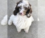 Small Photo #1 Sheepadoodle Puppy For Sale in RIVERSIDE, CA, USA