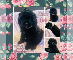 Bernedoodle (Miniature) Puppy for sale in SHERMAN, IL, USA